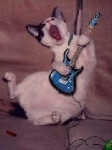 medium_rocking_cat.jpg